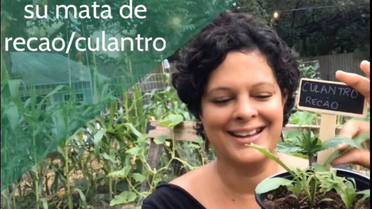 Como cuidar y extender el cultivo de recao/CULantro