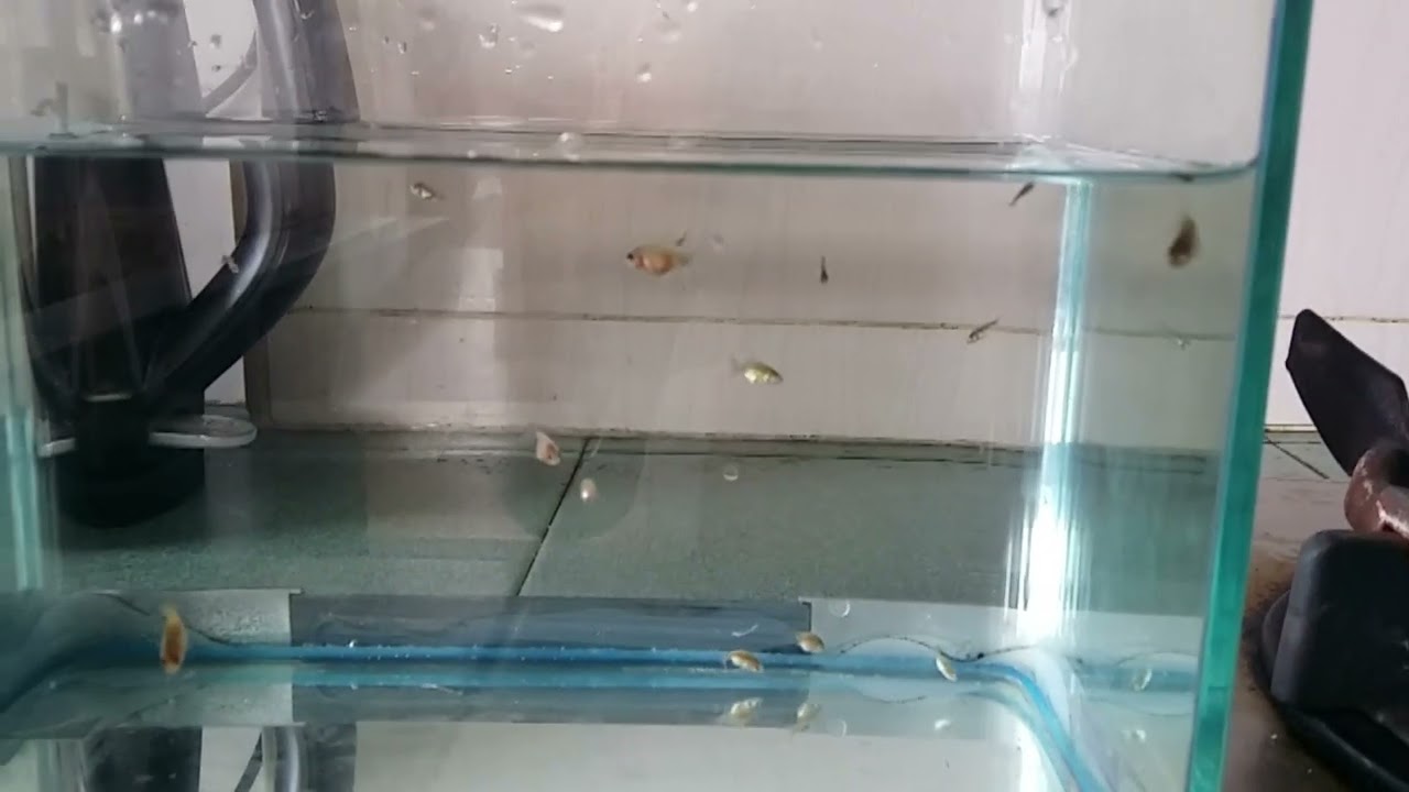 2 weeks old fry