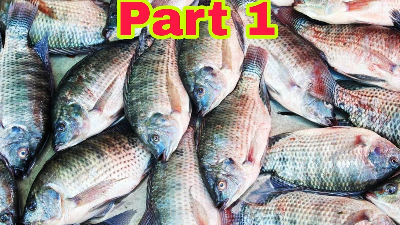 How to Grow Tilapia farming from fingerlings to harvest CLSU SEMINAR part 1