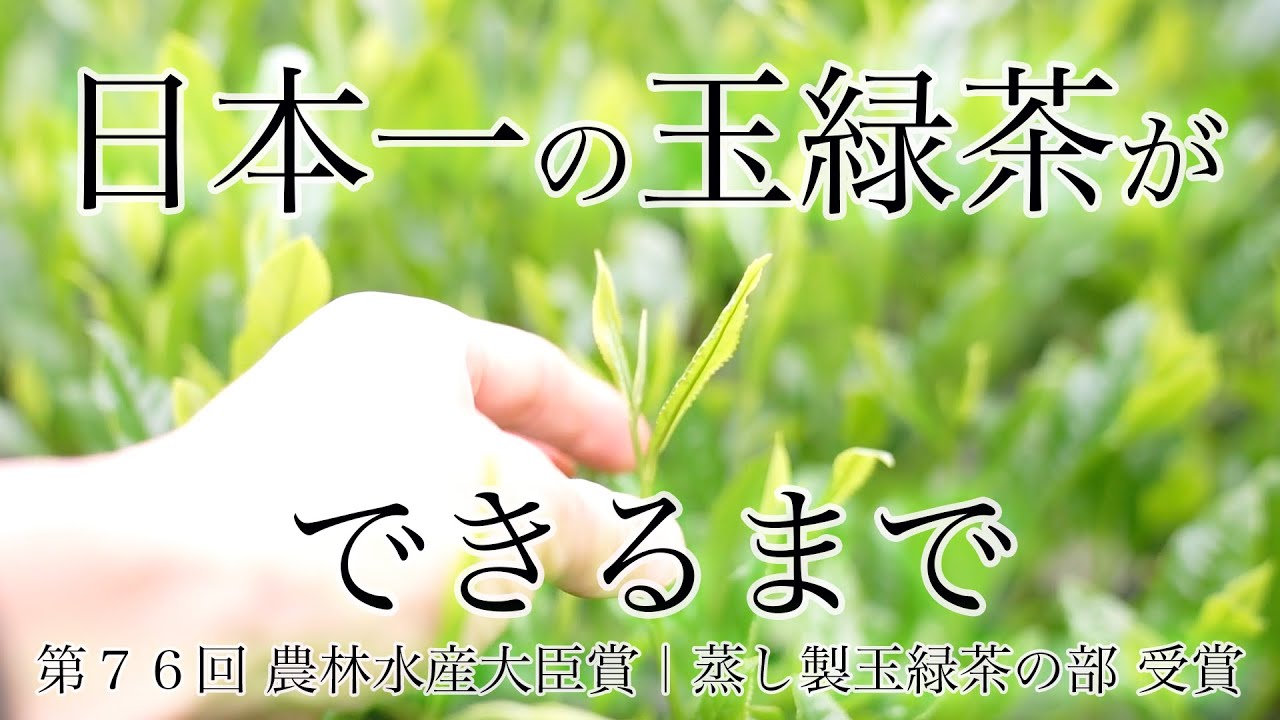日本一のお茶｜第76回全国茶品評会 蒸し製玉緑茶の部 最高賞「農林水産大臣賞」受賞のお茶ができるまで 〜 長崎県東彼杵町・おのうえ茶園 尾上和彦氏