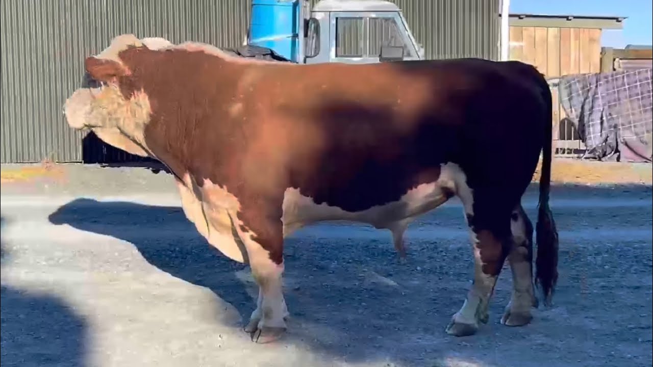 Big Hereford Bull escapes to find His Girls and the Return Walk of Shame 