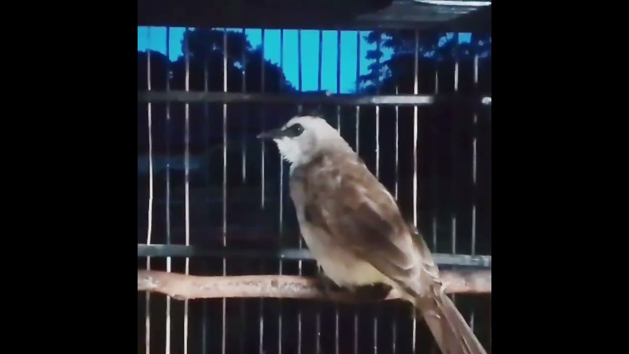 Pancingan burung trucukan di waktu subuh#fypシ゚viral #pancingantrucukangacorropel