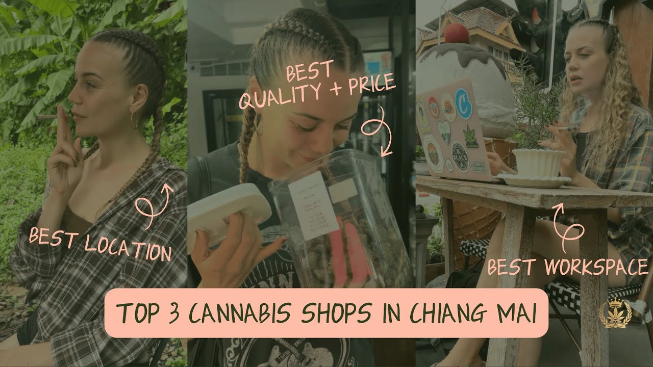 Top 3 Cannabis Shops in Chiang Mai | Chill Spot, Quality & Price, Workspace