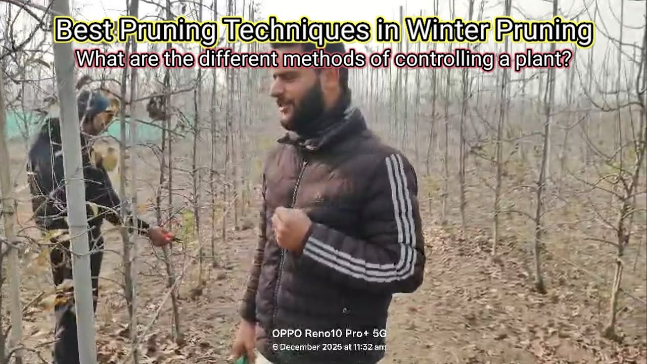 Pruning Technique : Methods to control a plant || Magray Orchards