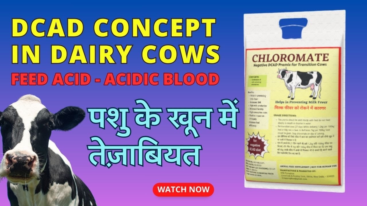 DCAD Concept in Dairy Cows | How to balance DCAD in Cows | Negative & Positive DCAD Balancing |