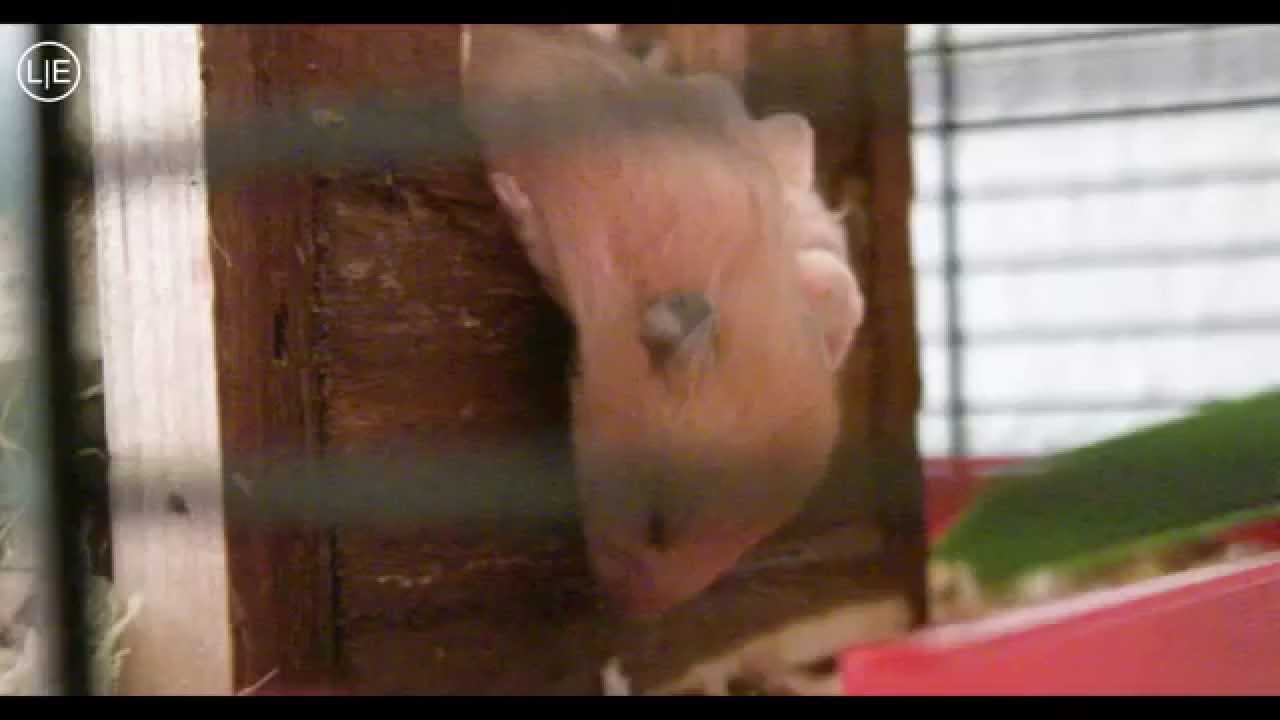 Baby hamster sleeps and then falls down (Emma's Baby)