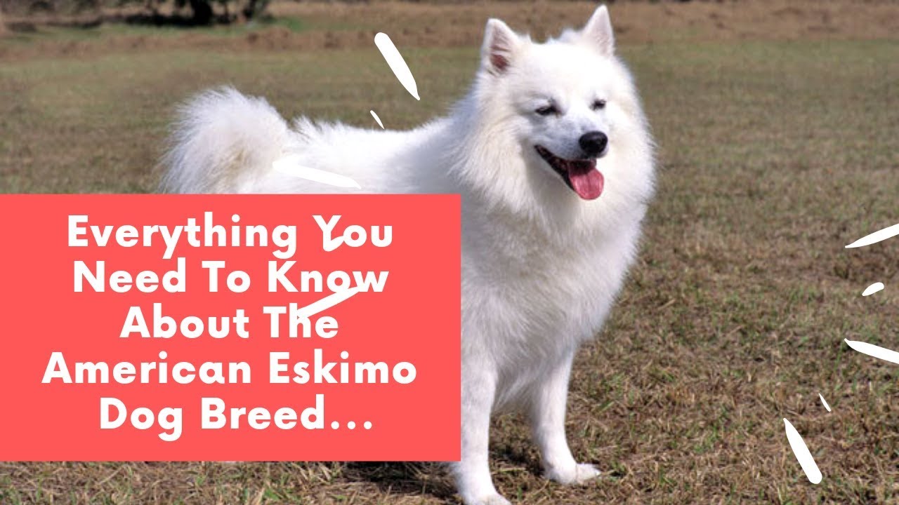 Everything You Need To Know About The American Eskimo Dog Breed