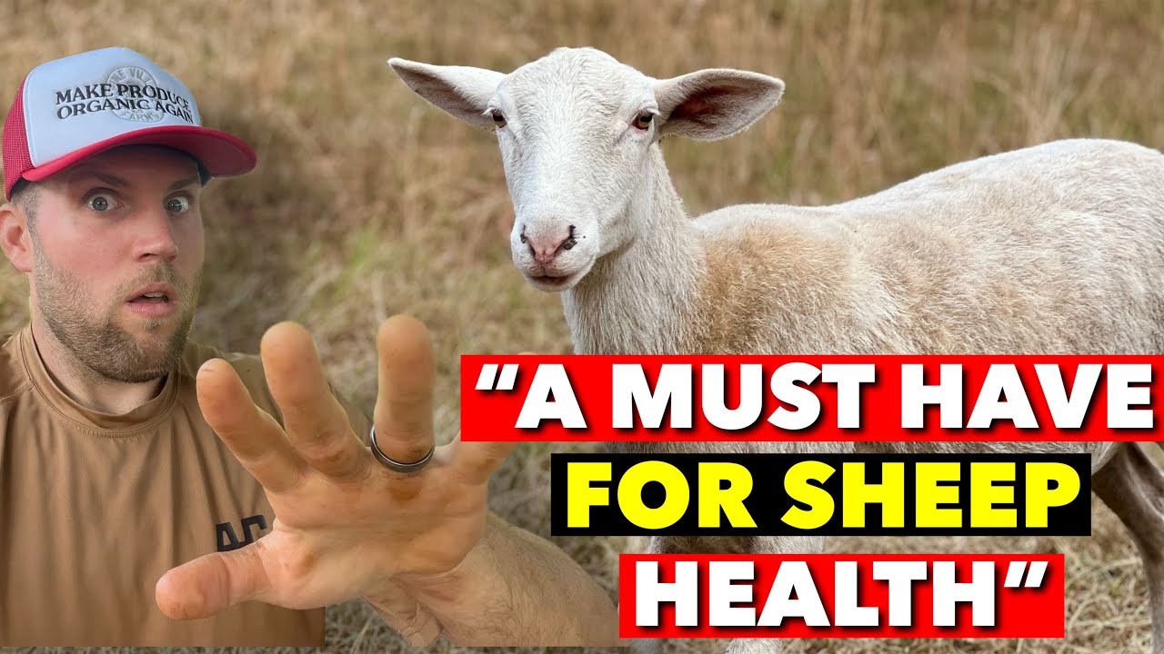 SHEEP NEED THESE MINERALS (OR THEY’LL DIE)