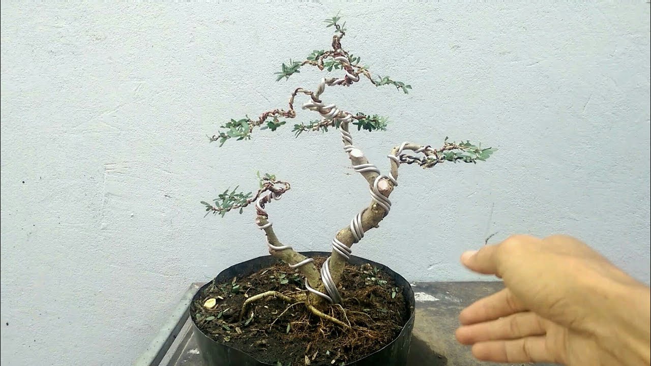 Uốn tạo dáng cho cây linh sam 2 thân.