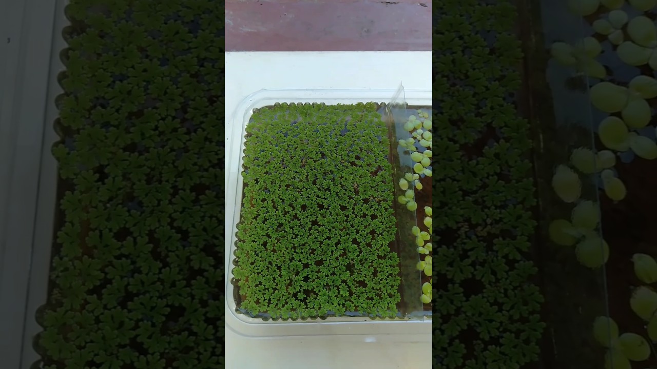 Azolla vs Duckweed | See how fast Azolla and Giant Duckweed multiplies #shorts