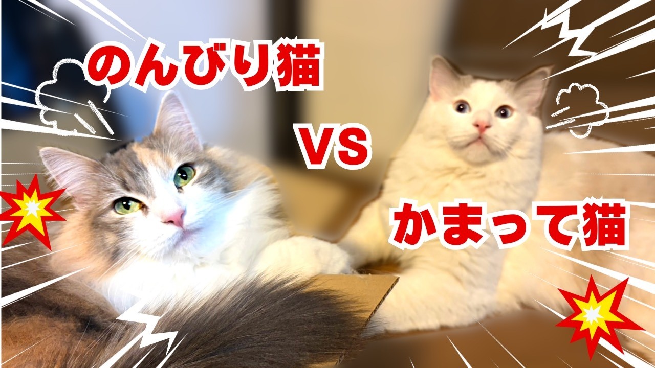 のんびりしていると必ず邪魔しに来る猫