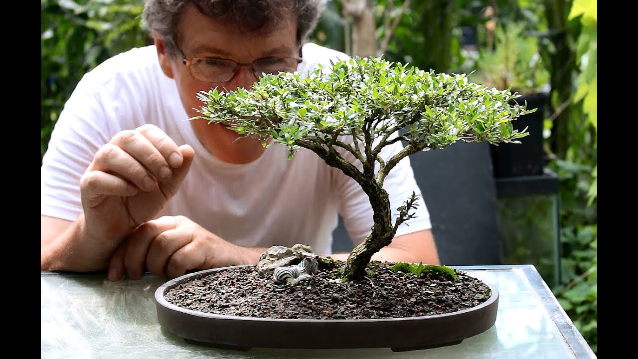 Five tips for starting into bonsai.