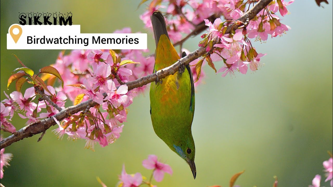 Birdwatching Memories That Still Give Goosebumps! Happy New Year Folks 🍀 #birdsofsikkim #nature