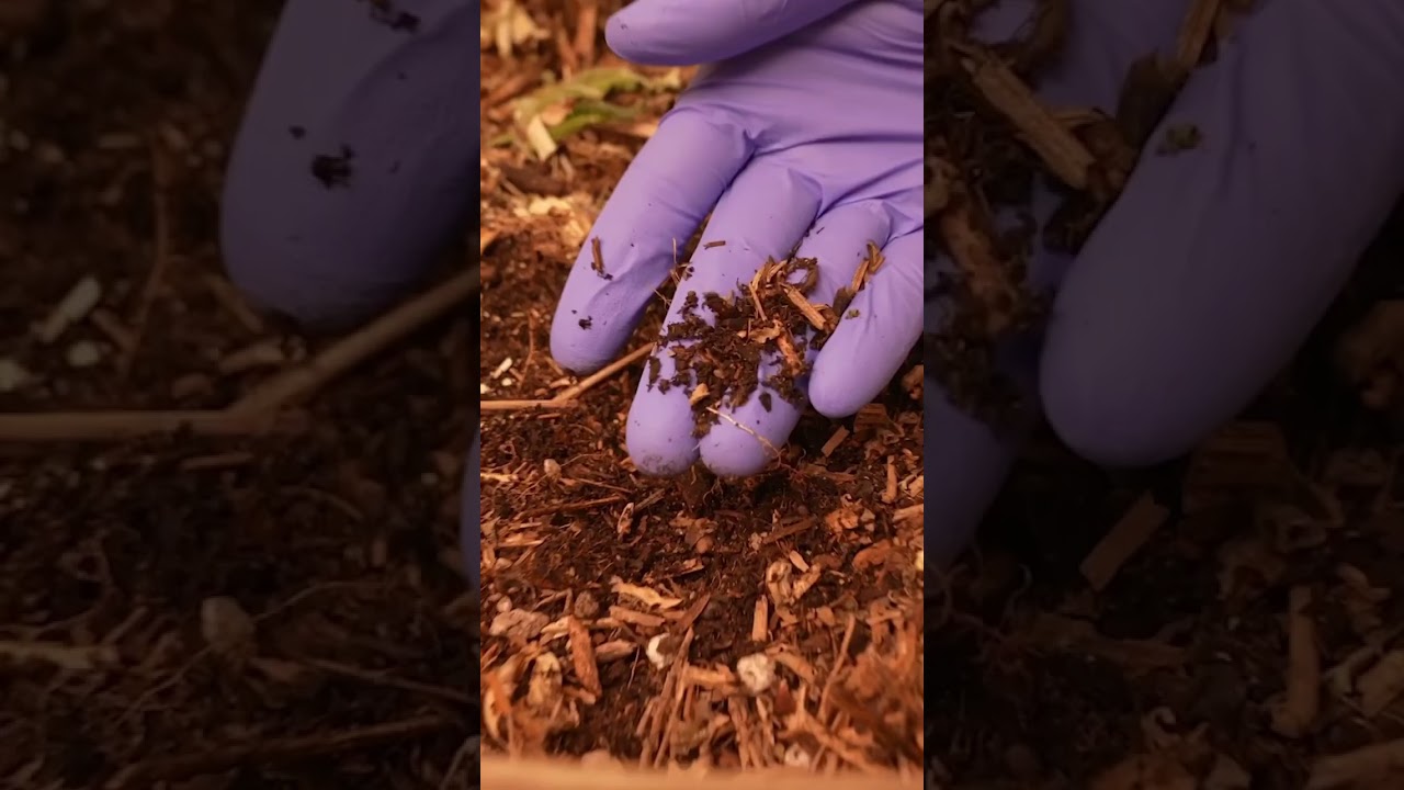 The margin for error is practically invisible ♻️ #livingsoil #notill #longbeach #notillkings