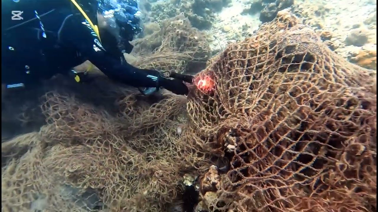underwater rescue: Freeing crabs from deadly ghost nets.