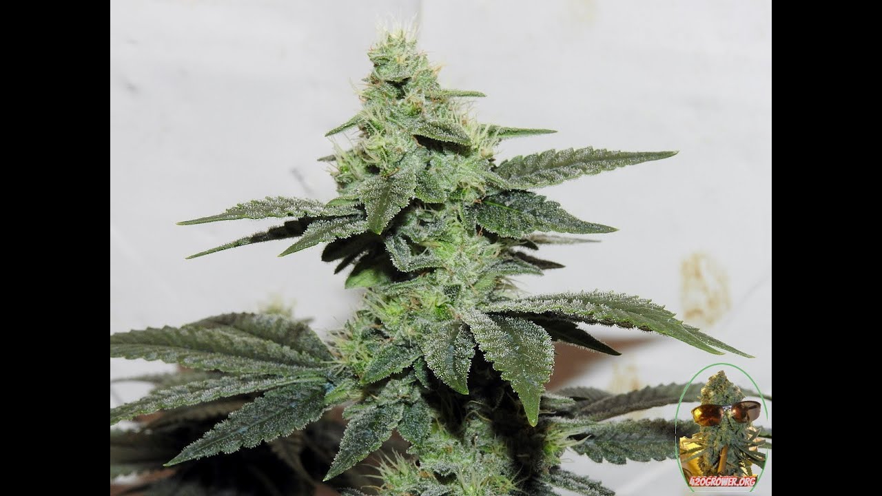 MIXED UP MOMS DAY 37 POWER SI BLOOM UPDATE