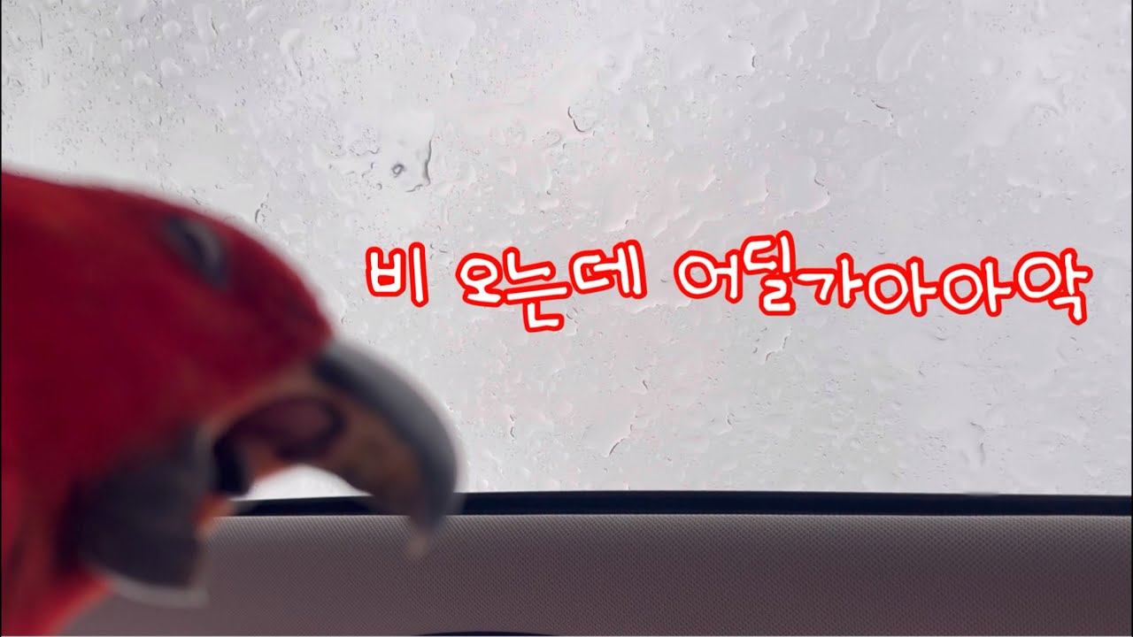 [지구젤리/일상] 비가 와도 비를 뚫고 놀러간다!