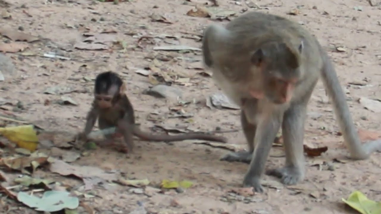 Monkeys very good take care babies 