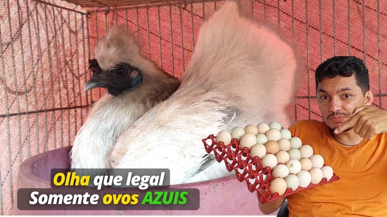 Sedosa do Japão chocando ovos de galinha balão