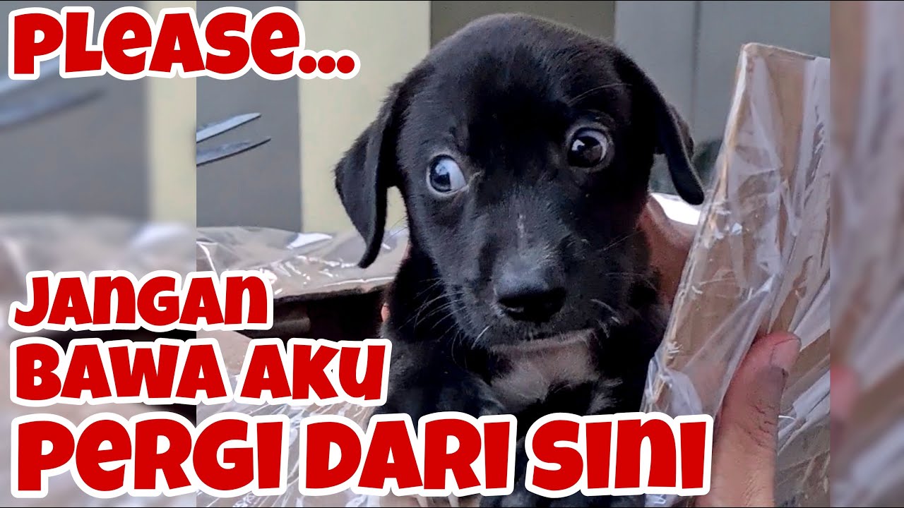 RESCUE PUPPIES TERLANTAR