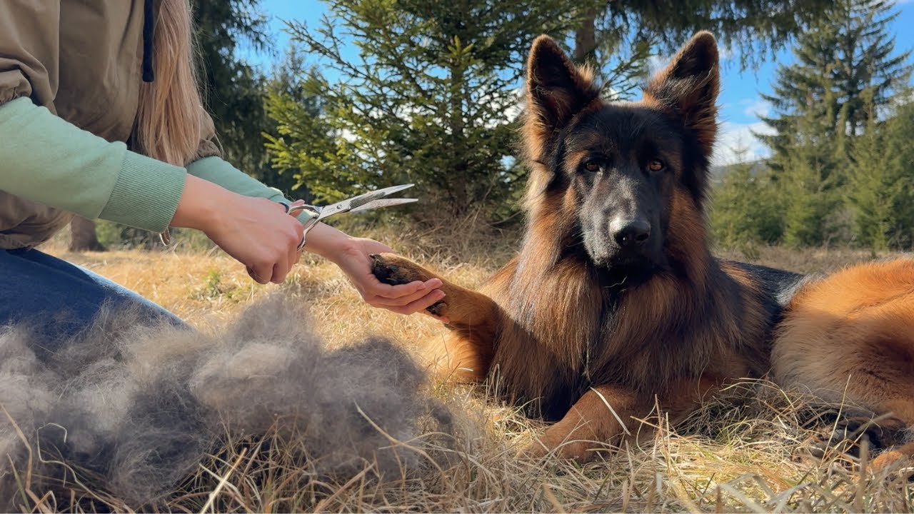 Calm and Cozy ASMR Grooming of My Giant Dogs (This Took Forever!)