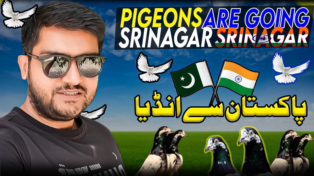 Pakistani Teddy Pigeons in India 🇵🇰🇮🇳