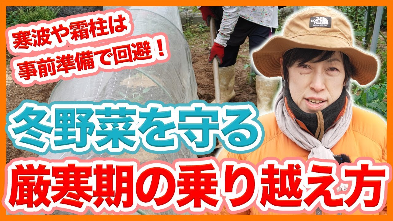 家庭菜園や農園の冬野菜栽培を守る厳寒期の乗り越え方！春に向けた作業ポイントと冬野菜の育て方！【農家直伝】