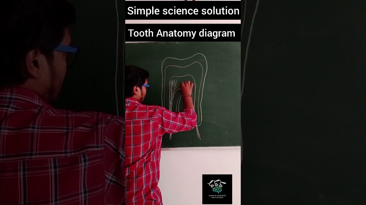 Tooth Anatomy diagram