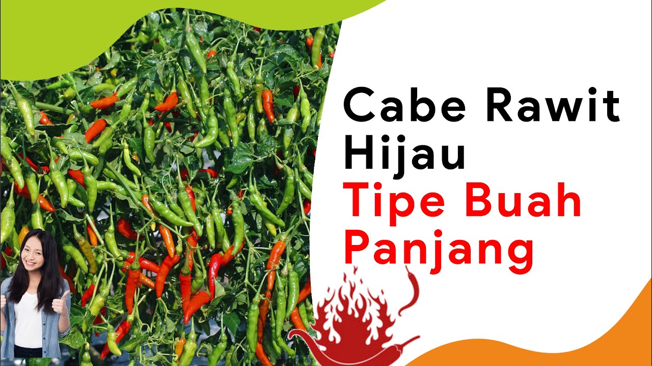 7 Benih Cabe Rawit Hijau, Buah Paling Panjang Potensi 1 Kg Lebih