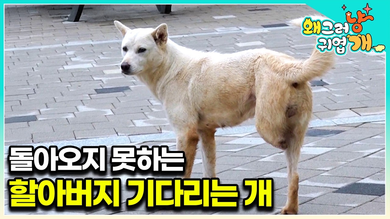 폐허가 된 컨테이너를 떠나지 못하는 개. 세 다리로 마을 사람들에게 쫓기는데│#왜그러냥귀엽개
