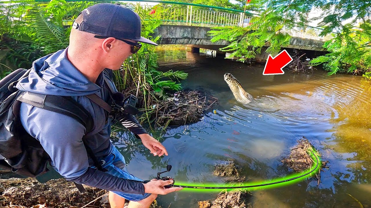 Gros poisson exotique dans cette minuscule rivière !!! ( Guadeloupe exploration Part. 1 )