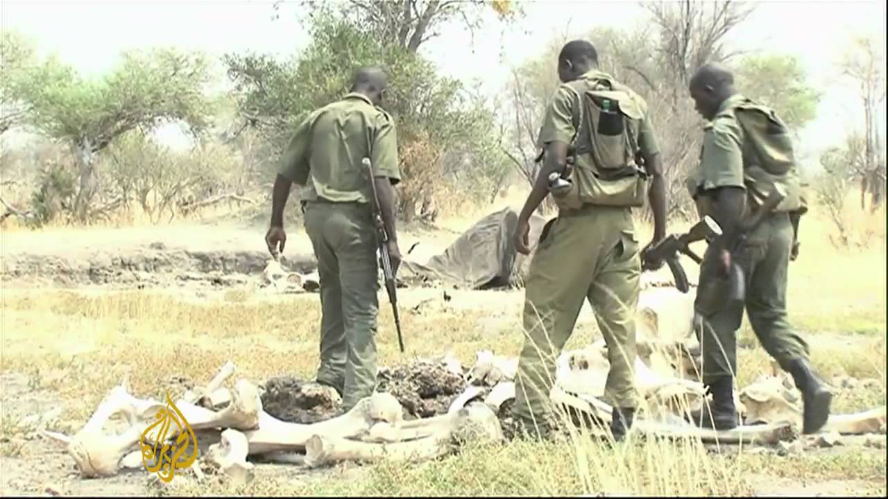 Zimbabwe's poachers poison up to 90 elephants
