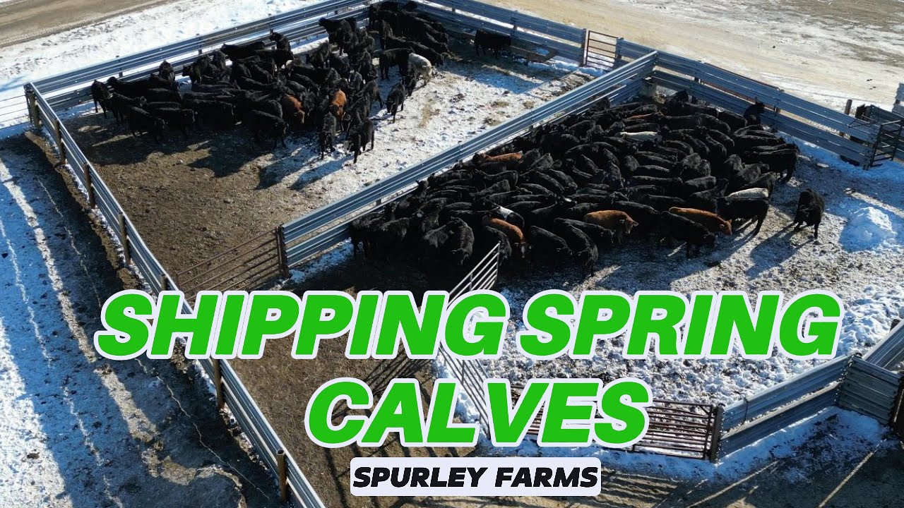 Shipping Spring Calves