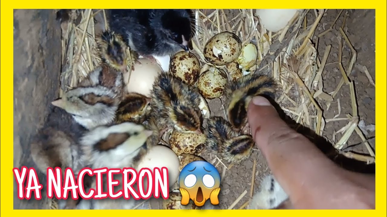 ✅️ ENCUBACIÓN DE HUEVOS DE CODORNIZ CON GALLINA // YA NACIERON.😱🤠