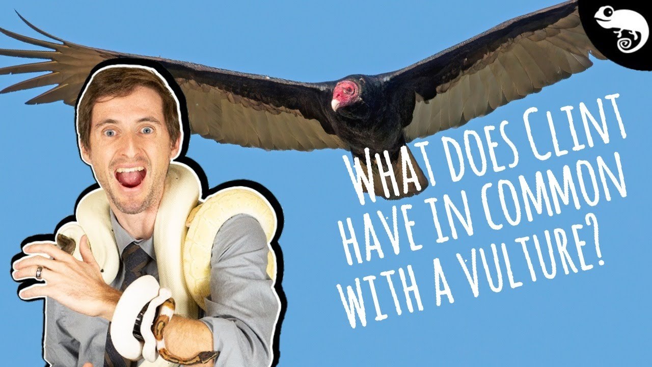 Social Distancing with Clint: What Does Clint Have in Common with a Vulture? (Week 22)
