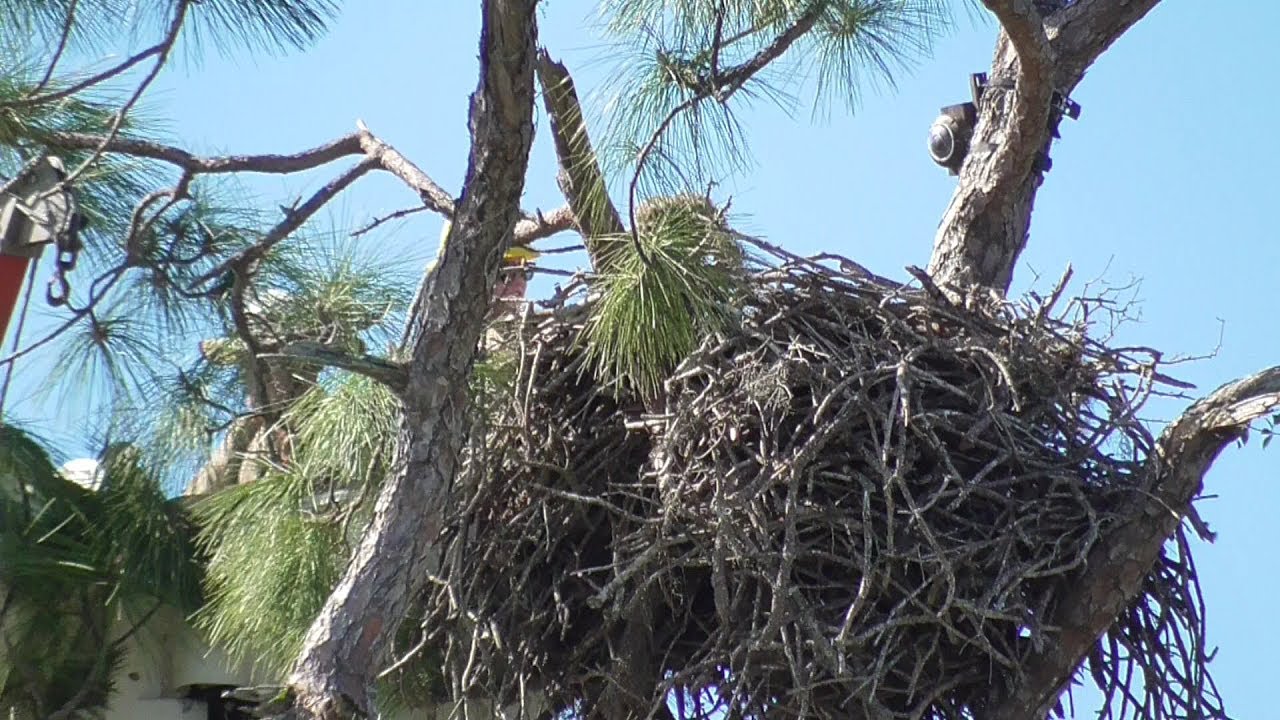 SWFL Eagles_ CROW Removes Precious E14  H & M Protect Their Area From Intruder 01-15-20