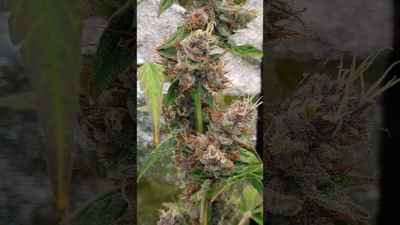 Frosty! Frosty Auto #aestheticgenetix #plants #autoflowers #divineseeds #acinfinity #shorts