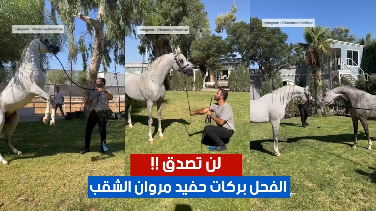 لن تصدق.. الفحل بركات حفيد مروان الشقب 😲