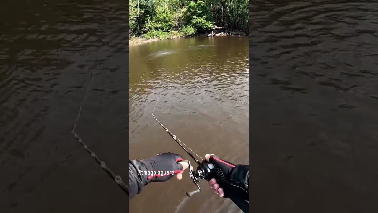 Ataque de Tucunar&eacute; a&ccedil;u gigante