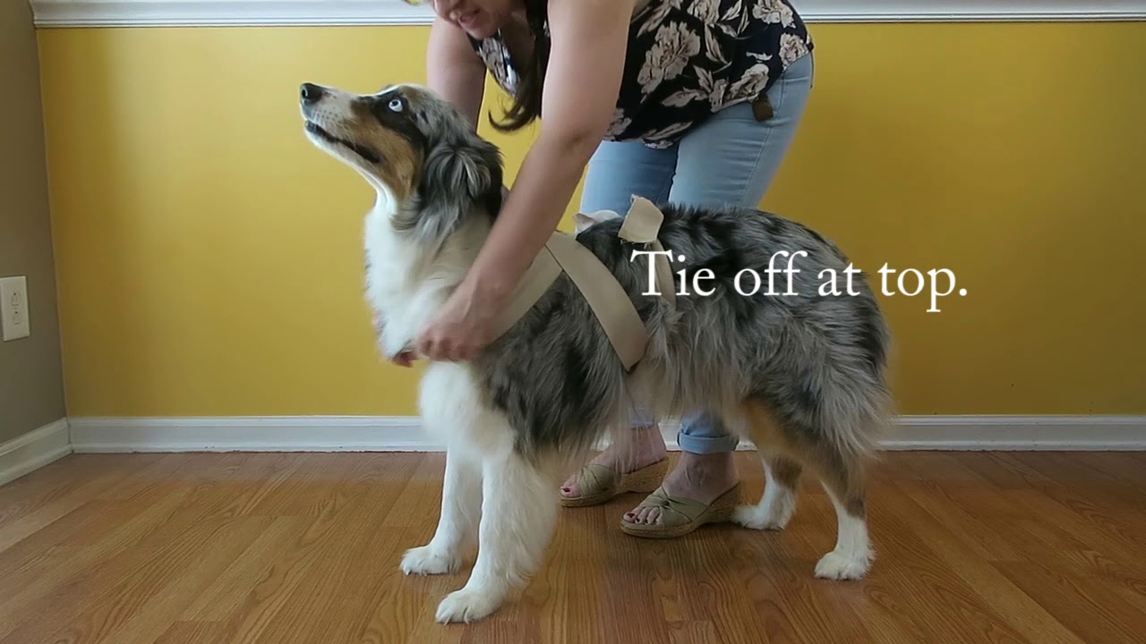 DIY Thunder Wrap for Dogs