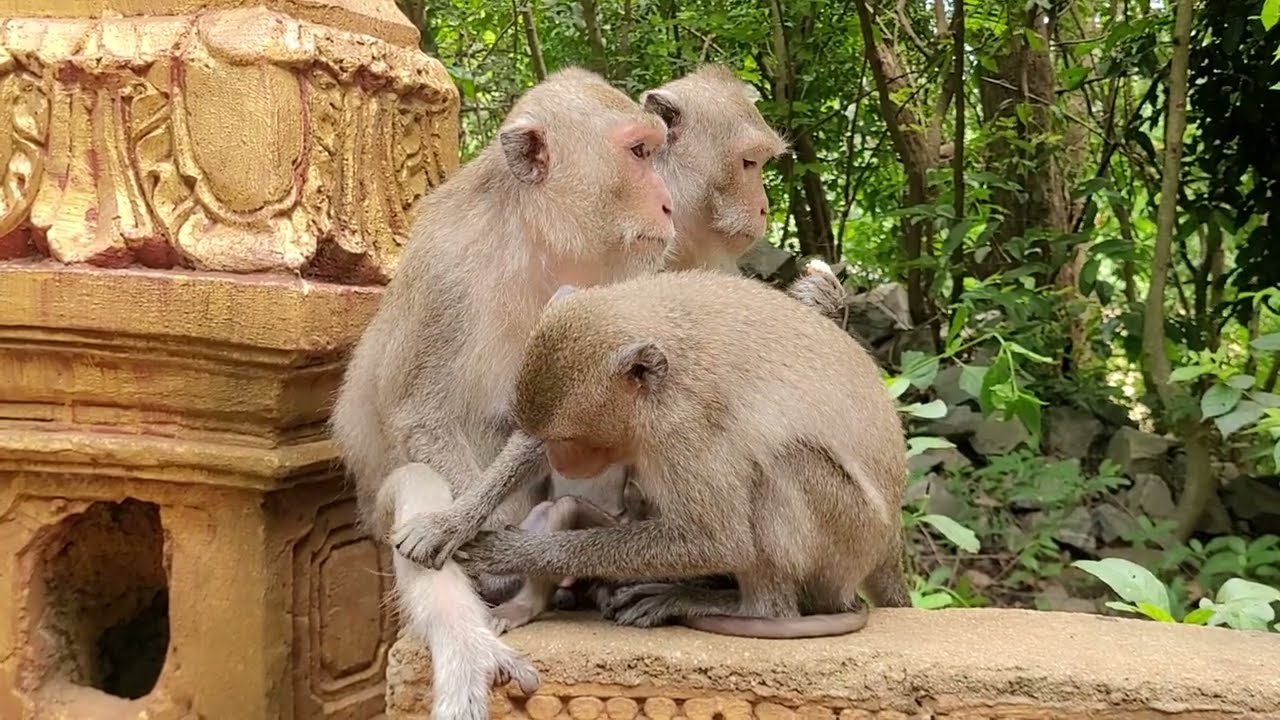 Oh yes;! Big big boom boom monkey!