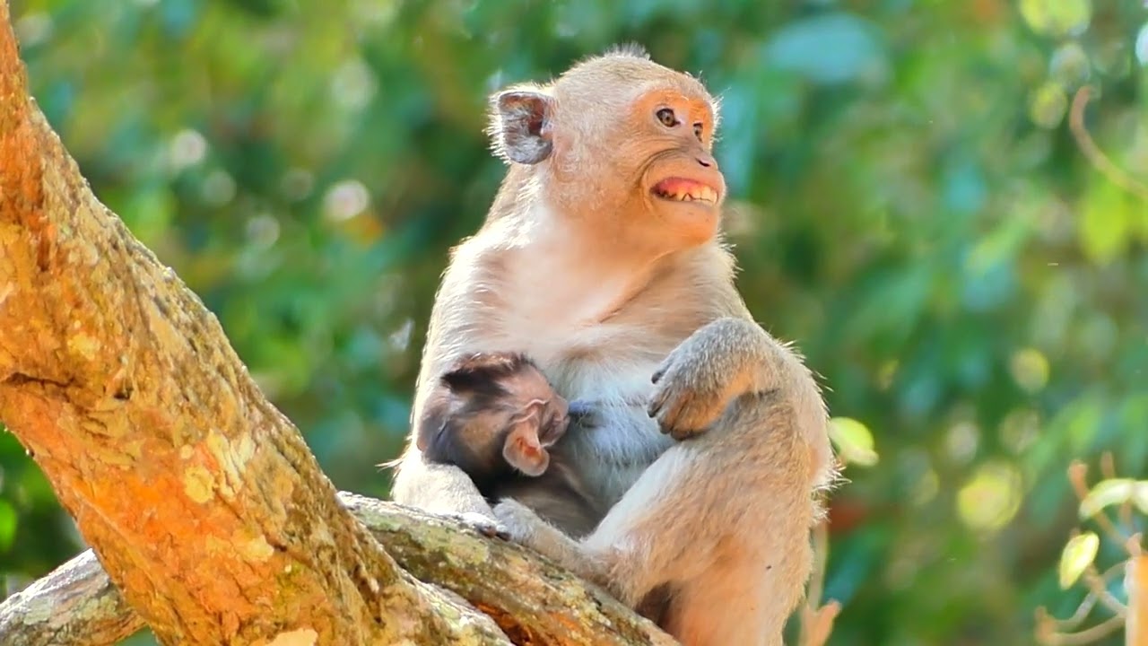 UPDATE! SAXON YOUNG MOM MOTHER MONKEY NURSE ADORABLE BABY  - MONKEY ANIMALS 2026