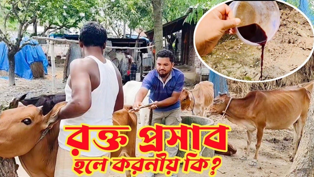 গরুর রক্ত প্রসাব হলে করণীয় কি|ব্যাবিসিওসিস রোগের লক্ষণ ও চিকিৎসা|mollahkrishitv|