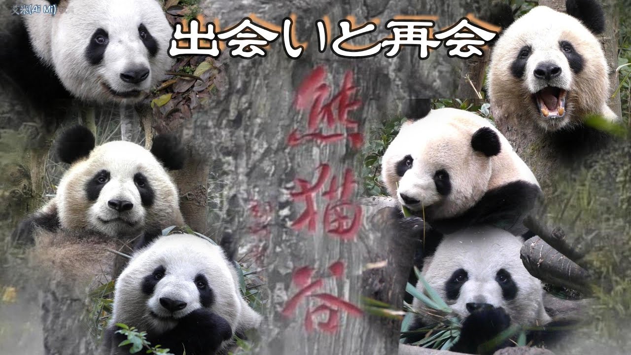 【出会いと再会🐼】熊猫谷で血縁パンダさんといっぱい会えた✨【成都パンダ】Chengdu Panda Base 梅蘭/勇勇/成風/成浪/績笑/双好/奥莉奥/五一/艾米/真真/徳徳/启航