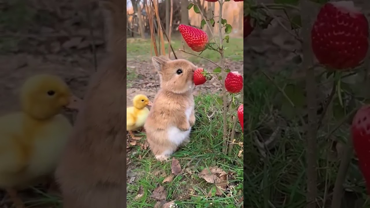 rabbit eating berries #coelhinho #bunny #konijntje #coelhos #兔子 #토끼 #萌宠 #kaninchen #ウサギ #rabbits