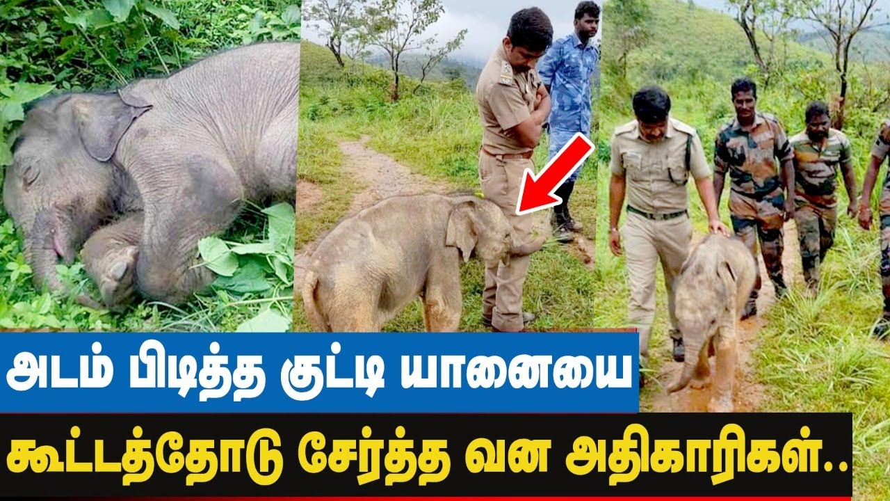 உயிரை பணயம் வைத்து கூட்டத்தோடு பெண் யானைக்குட்டியை சேர்த்த அதிகாரிகள்! ஏன்?