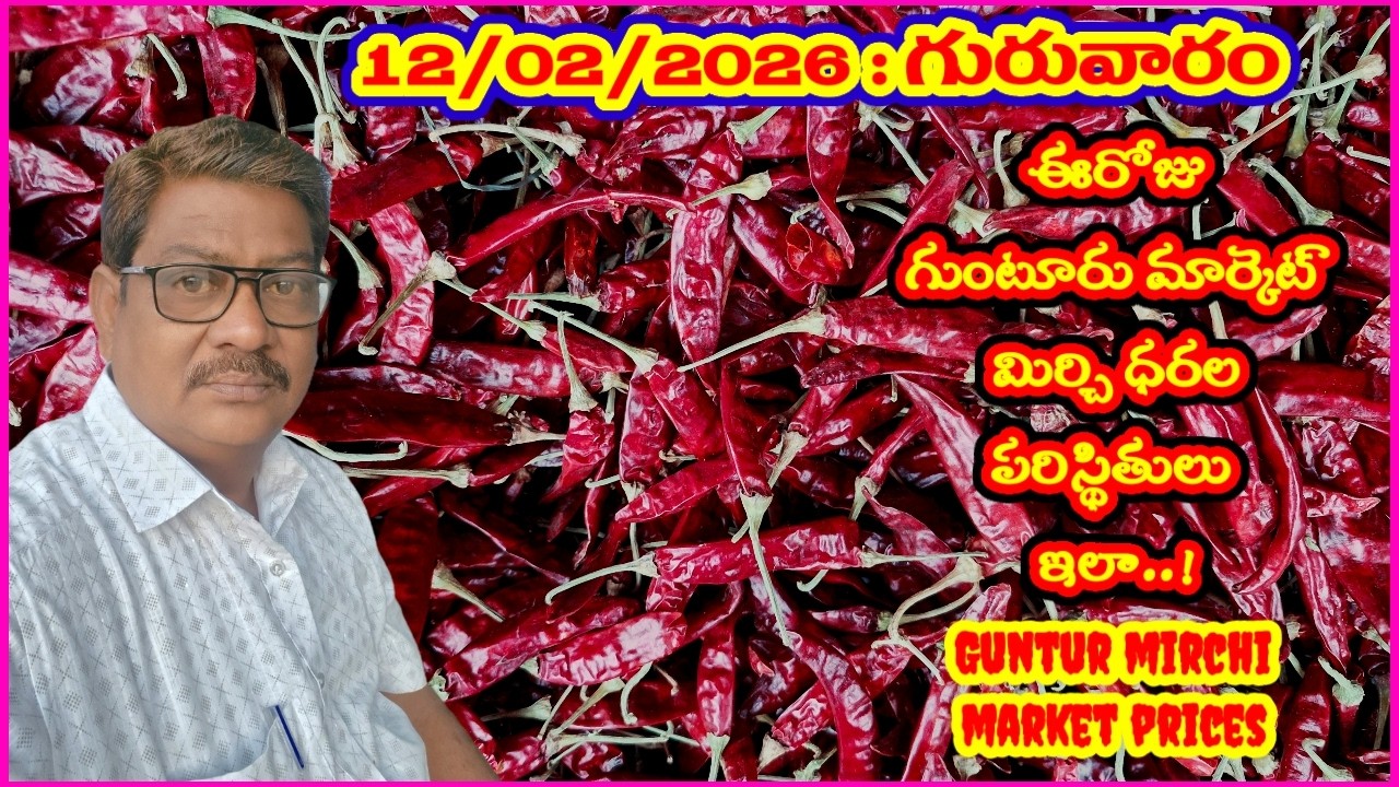 12 FEBRUARY 2026 GUNTUR MARKET MIRCHI RATES|గుంటూరు మిర్చి మార్కెట్ ధరలు|गुंटूर मार्केट मिर्च के रेट