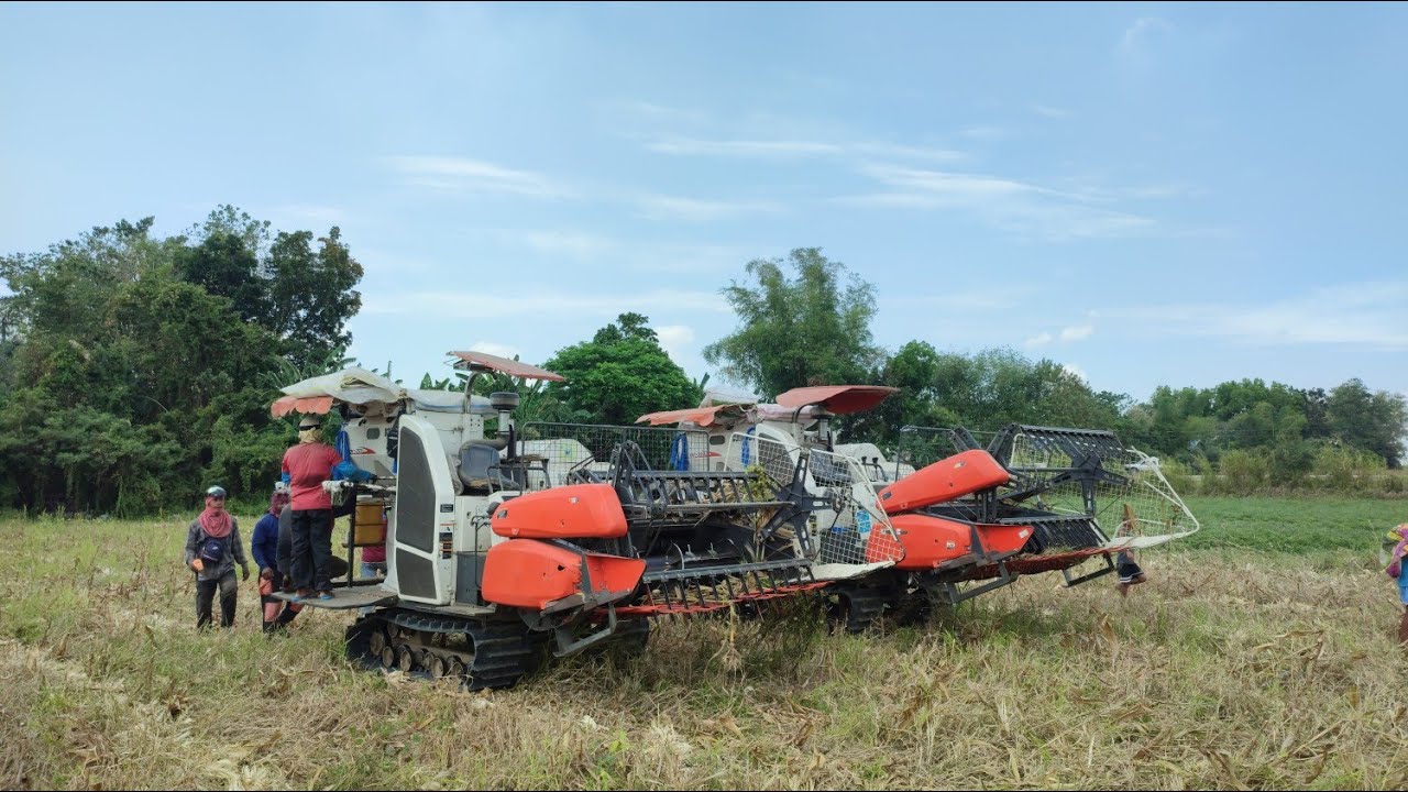 HARVESTING RANDOM PEOPLE CORN FIELD 🌽| USING 2 DC70 KUBOTA HARVESTER | DAY1 | VLOG21