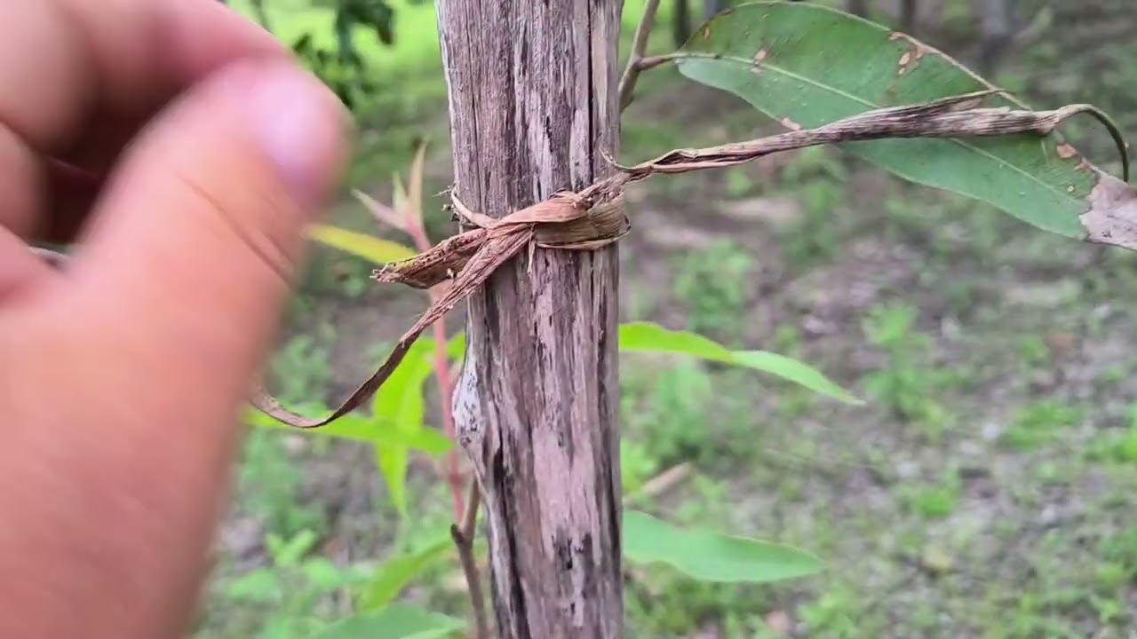 E assim termina, mas um dia com ele mostrando o sítio 