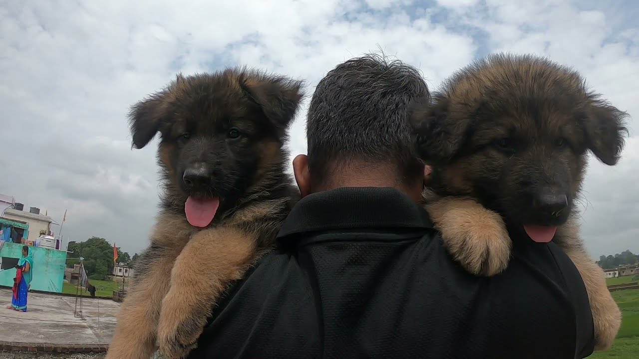Long Coat Heavy Bone German Shepherd !! 7903135882 !! Dog Sell !! Dog Market !! German Shepherd !!